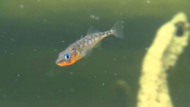 Lake Washington sticklebacks are a lesson in “reverse evolution” on Explore Videos Page Lake Washington sticklebacks offer insights about “reverse evolution”