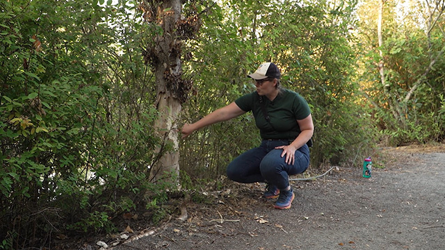 CityStream: Urban Beavers