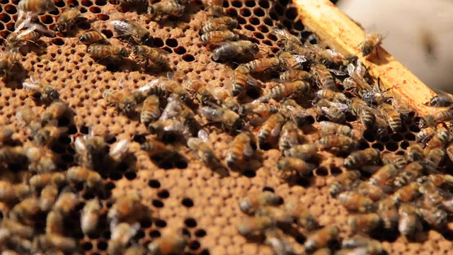 CityStream: New Syrup Source & Protecting the Tree Canopy 