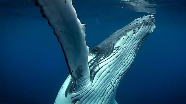 CityStream: Humpbacks Return & Coyotes Roam