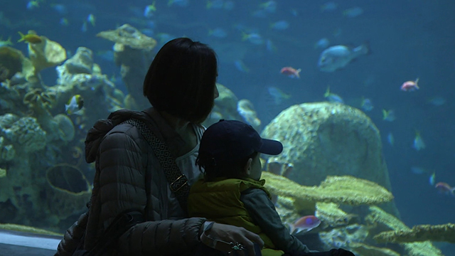 CityStream: Aquarium executive shares details of the Ocean Pavilion